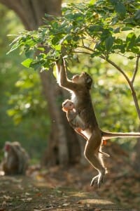 Au-Royaume-des-Singes