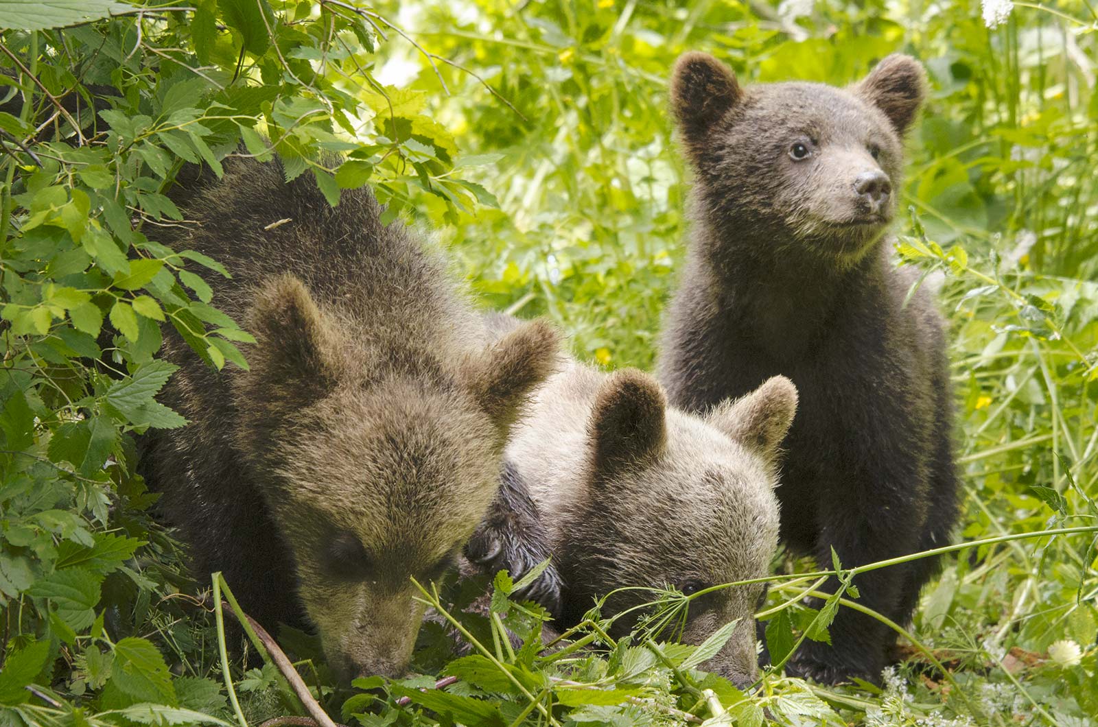 Les-Saisons-ours
