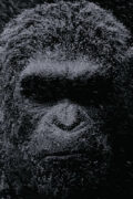 la-planete-des-singes-suprematie-poster-cesar